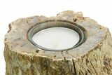 Fascinating, Petrified Wood Candle Holder - Madagascar #378667-2
